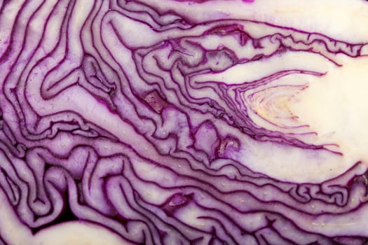Red Cabbage cross section on White Background 