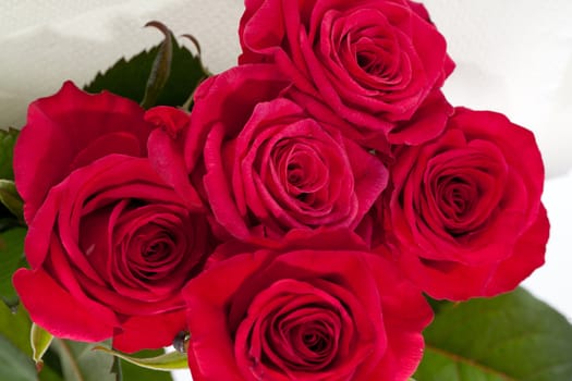 red rose close-up