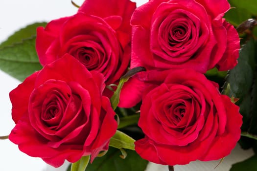 red rose close-up