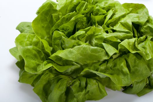 Fresh green Lettuce salad isolated on white background 