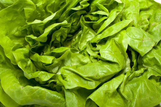 Fresh green Lettuce salad isolated on white background 