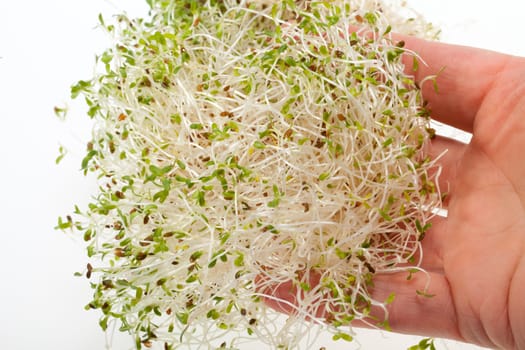 The healthy diet. Fresh sprouts isolated on white background 