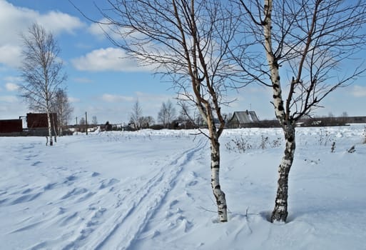 Young birch trees in a field on village background, winter sunny day