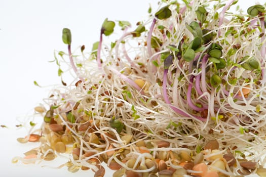 The healthy diet. Fresh sprouts isolated on white background 
