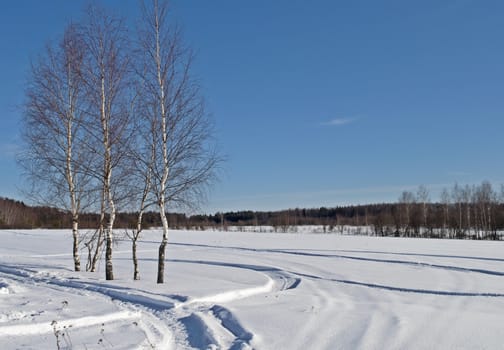 Birch trees and snowy field on the village outskirts