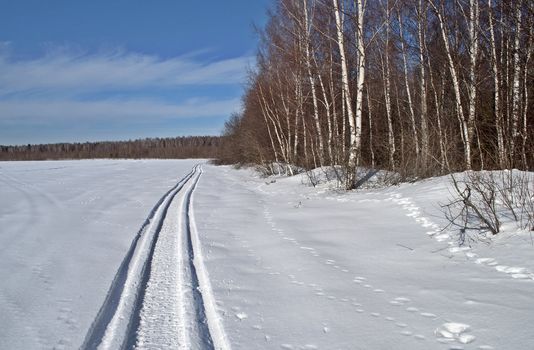Snowmobile trail in the field along the woods, winter sunny day