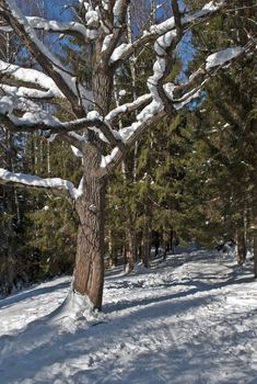 Snow-covered oak in forest,  winter sunny day