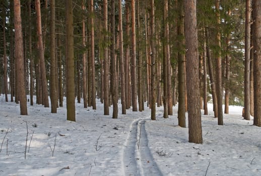 Ski run between pine trunks in winter forest