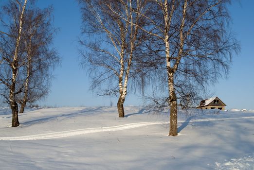 Group of birches at the village edge in winter time