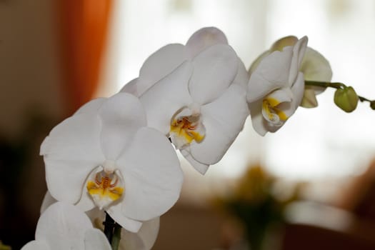 White orchid isolated on white 