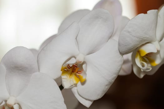 White orchid isolated on white 