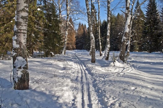 Ski track between old birch trees in winter forest