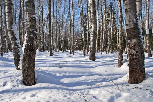 Bare birches in the forest, winter sunny day