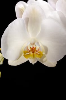 White orchid isolated on black