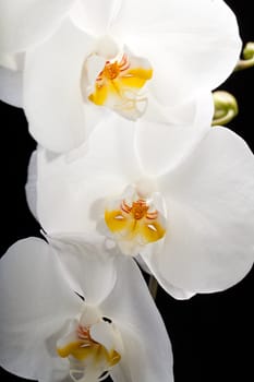 White orchid isolated on black