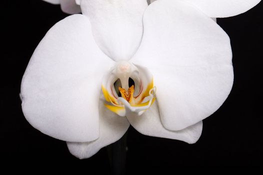 White orchid isolated on black