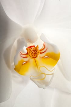 White orchid isolated on black