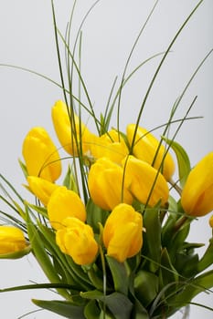 Yellow tulips isolated on white background 