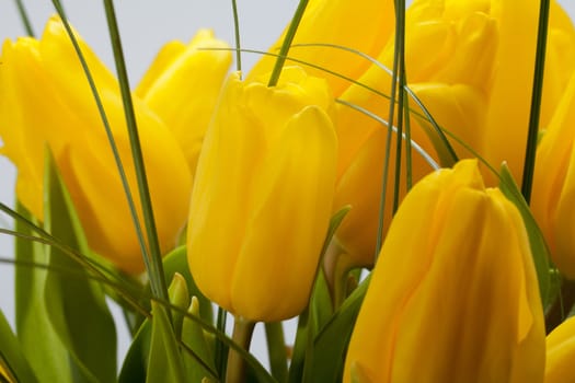 Yellow tulips isolated on white background 
