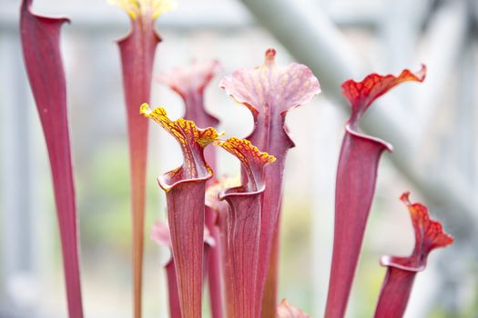 Close up of Sarraceniaceae