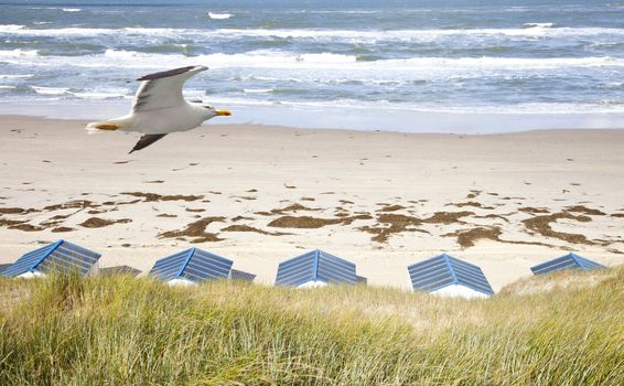 Dutch little houses on beach with seagull in De Koog Texel, The Netherlands