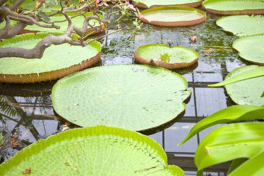 Close up of green Victoria amazonica