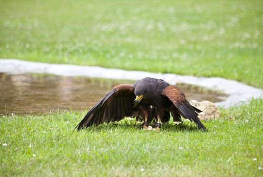 Brown falcon eating on grass