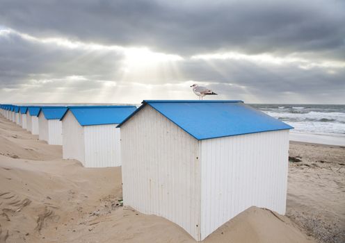 Dutch little houses on beach with seagull in De Koog Texel, The Netherlands