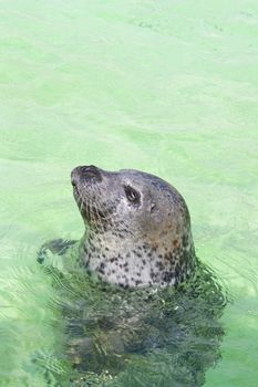 Seal looking from water