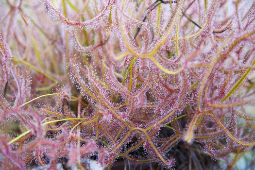 Close up of Sundew Drosera