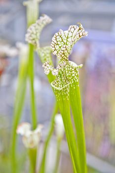 Close up of green sarracenia leucophylla raf