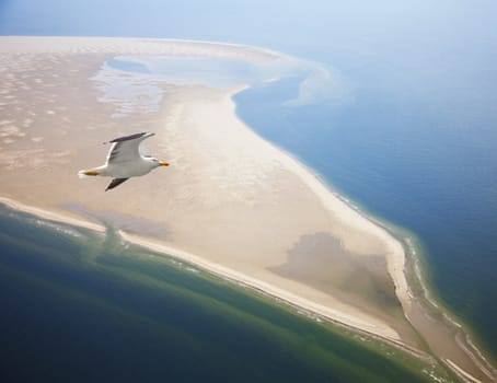 Seagull flying at beach near Texel, The Netherlands