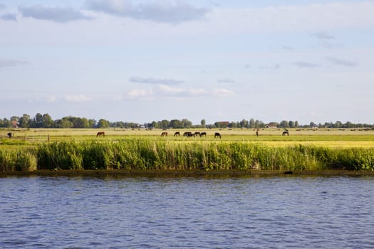 Dutch landscape with water, grass and horses