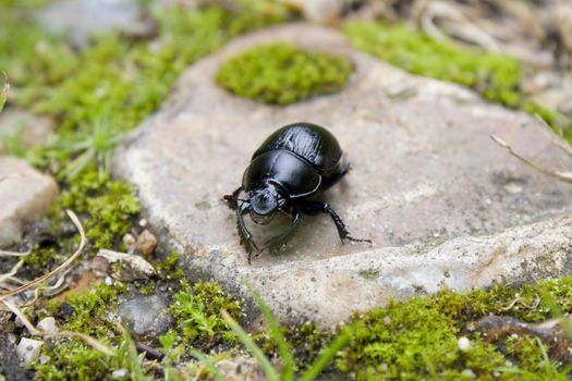 Black beetle on a stone