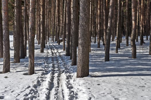 Ski track between pine trees in winter forest, sunny day