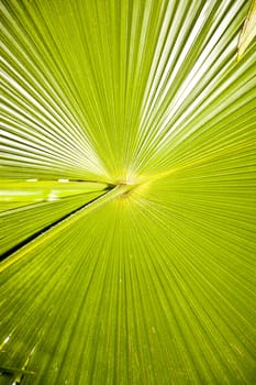 Large green palm leave