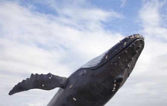 Humpback whale with blue sky