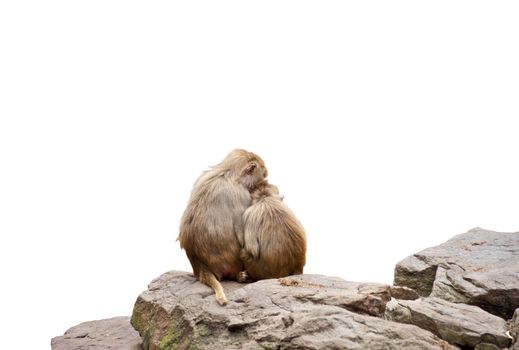 Two monkey's in love at rock isolated on white background