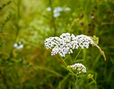 White Yarrows flowers with green background