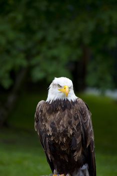 Sea eagle standing with green background