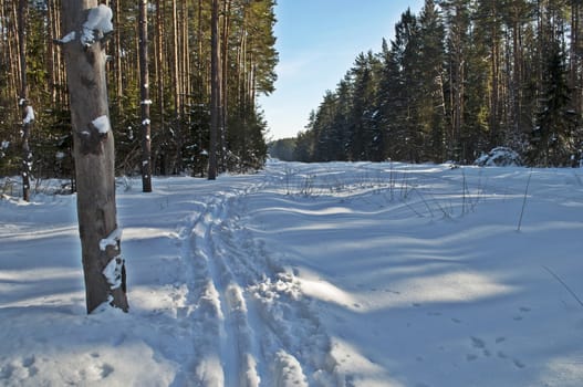 Ski track along the glade in winter forest