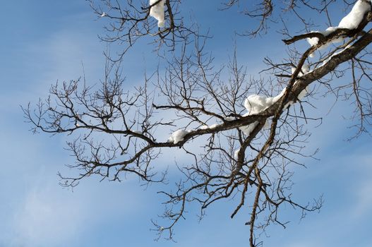 Snow-covered oak branch on blue sky background,  winter sunny day