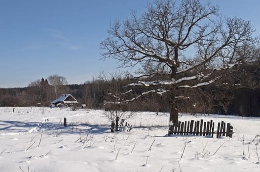 Bare oak tree on the village outskirts, broken fence, winter sunny day