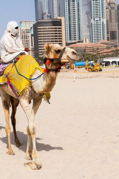 Camel in the famous Dubaî modern city, United Arab Emirates
