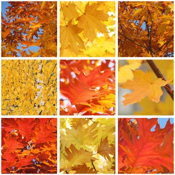 collage with foliage of trees at fall