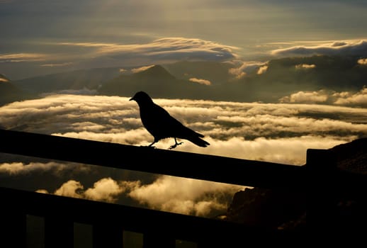 blackbird struts along the edge of the railing above the clouds