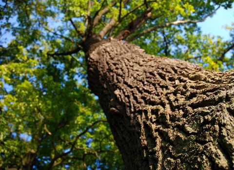 Bottom view of a tree, oak bark detail