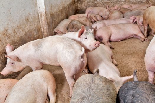 Image of pigs grown on a pig farm