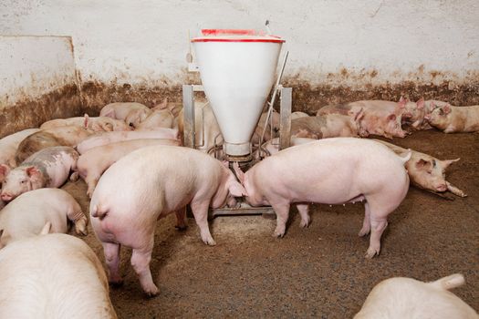 Pigs during feeding