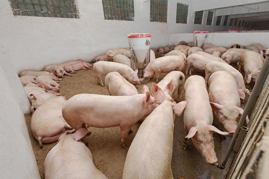 Pigs during feeding